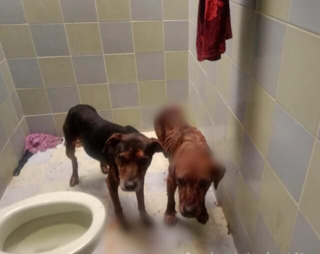 WhatsApp Image 2024-05-05 at 6.30.24 PM