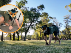 Therians: una generación que no se siente humana