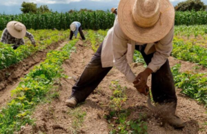 Reforma agraria por decreto: el nuevo choque de Petro con la Constitución por la adjudicación exprés de tierras