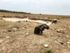 El ‘Súper Niño’ ya llegó a Casanare: amenaza con convertirse en el más fuerte de los últimos 70 años
