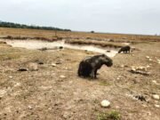 El ‘Súper Niño’ ya llegó a Casanare: amenaza con convertirse en el más fuerte de los últimos 70 años