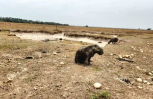 El ‘Súper Niño’ ya llegó a Casanare: amenaza con convertirse en el más fuerte de los últimos 70 años